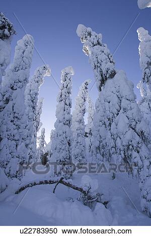 Stock Image - Blue, Clear Sky, Covering, Day, Dense. Fotosearch