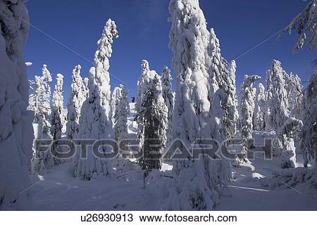 Stock Image - Blue, Clear Sky, Covering, Day, Evergreen Tree. Fotosearch