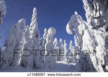 Blue, Clear Sky, Covering, Day, Evergreen Tree View Large Photo Image Stock Photo - Blue, Clear Sky, Covering, Day, Evergreen Tree. Fotosearch