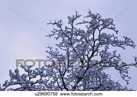 Branch, Close-Up, Day View Large Photo Image Stock Photo - Branch, Close-Up, Day. Fotosearch