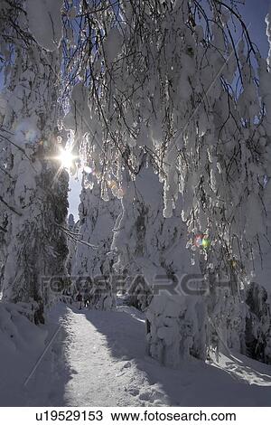 Stock Image - Branch, Covering, Day, Evergreen Tree, Forest. Fotosearch