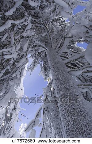 Branch, Covering, Day, Evergreen Tree, Forest View Large Photo Image Stock Photo - Branch, Covering, Day, Evergreen Tree, Forest. Fotosearch