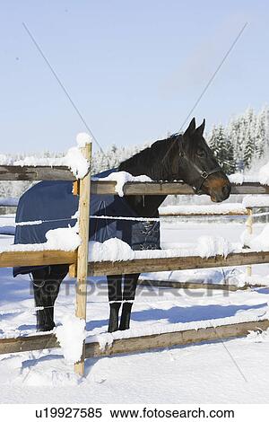Stock Photography - Bridle, Fence, Domestic Animals, Day, Adult Animal. Fotosearch