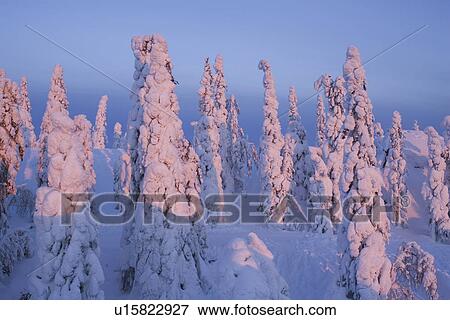 Clear Sky, Covering, Day, Dense, Evergreen Tree View Large Photo Image Stock Photo - Clear Sky, Covering, Day, Dense, Evergreen Tree. Fotosearch