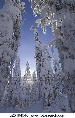 Stock Photograph - Clear Sky, Covering, Day, Dense, Evergreen Tree. Fotosearch