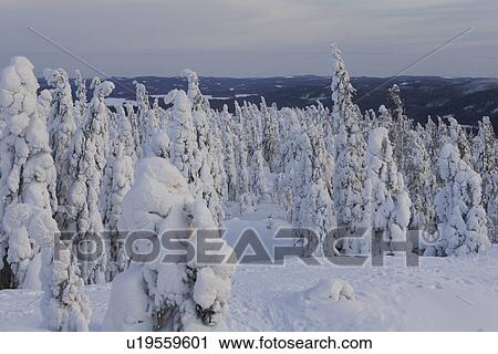 Stock Image - Cloud, Covering, Day, Dense, Evergreen Tree. Fotosearch