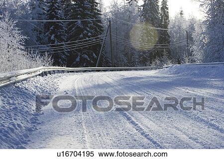 Cold, Coniferous Tree, Covering, Day View Large Photo Image Stock Photography - Cold, Coniferous Tree, Covering, Day. Fotosearch