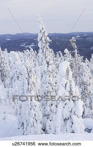 Covering, Day, Dense, Distant, Evergreen Tree View Large Photo Image Stock Photograph - Covering, Day, Dense, Distant, Evergreen Tree. Fotosearch