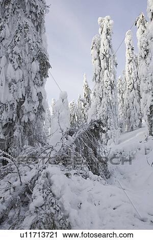 Covering, Day, Dense, Evergreen Tree, Fallen Tree View Large Photo Image Stock Image - Covering, Day, Dense, Evergreen Tree, Fallen Tree. Fotosearch