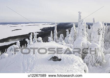 Covering, Day, Distant, Evergreen Tree, Forest View Large Photo Image Stock Photo - Covering, Day, Distant, Evergreen Tree, Forest. Fotosearch