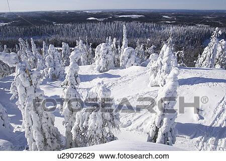 Stock Photo - Covering, Day, Distant, Evergreen Tree, Forest. Fotosearch