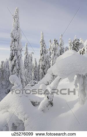 Stock Photo - Covering, Day, Evergreen Tree, Fallen Tree, Forest. Fotosearch