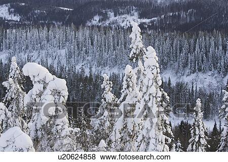 Stock Photo - Covering, Day, Evergreen Tree, Forest. Fotosearch