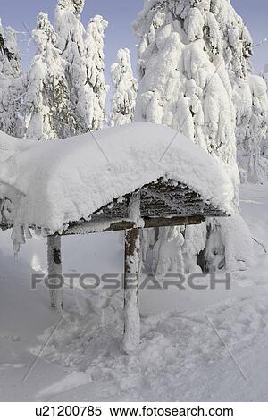 Stock Photography - Covering, Day, Evergreen Tree, Forest. Fotosearch