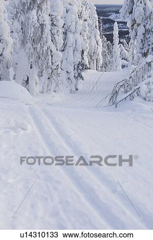 Stock Image - Covering, Day, Evergreen Tree. Fotosearch