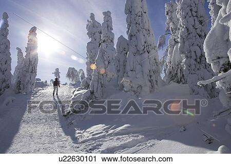 Covering, Day, Evergreen Tree, Footprint, Forest View Large Photo Image Stock Image - Covering, Day, Evergreen Tree, Footprint, Forest. Fotosearch