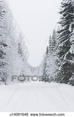 Stock Photo - Covering, Day, Forest, Outdoors. Fotosearch
