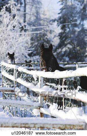 Stock Photo - Day, Fence, Horse, Mammal. Fotosearch