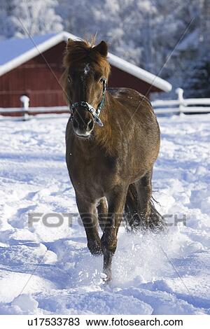 Stock Image - Day, Horse, Domestic Animals, Adult Animal. Fotosearch
