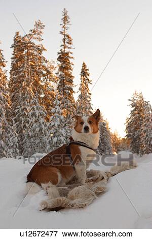 dog, species, watching, looking, alert, dangerous View Large Photo Image Stock Photo - dog, species, watching, looking, alert, dangerous. Fotosearch