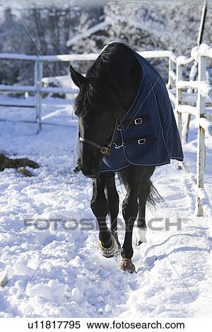 Stock Photography - Fence, Horse, Mammal. Fotosearch