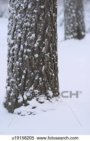 Stock Photography - storm, winter, snow, blizzard, freeze, autumn. Fotosearch