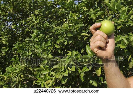 bushes, day, arm View Large Photo Image Stock Photograph - bushes, day, arm. Fotosearch