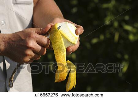 close-up, covering, cutting View Large Photo Image Stock Photograph - close-up, covering, cutting. Fotosearch