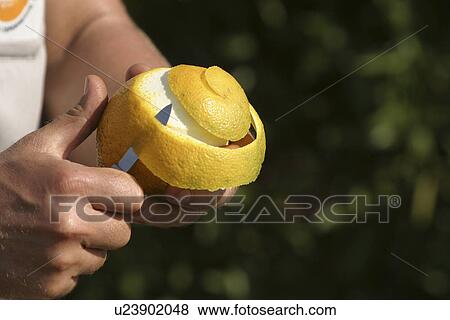 Stock Photo - peeling, fruit, human hands. Fotosearch