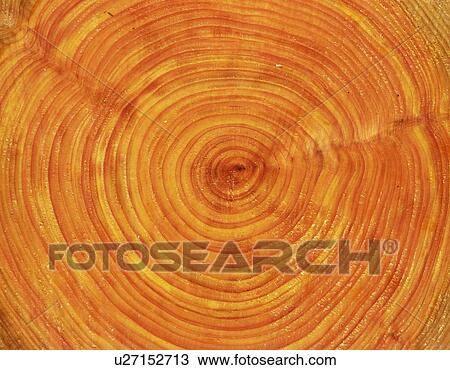 Photography of annual rings of Japanese cypress, Close Up View Large Photo Image Stock Image - Photography of annual rings of Japanese cypress, Close Up. Fotosearch