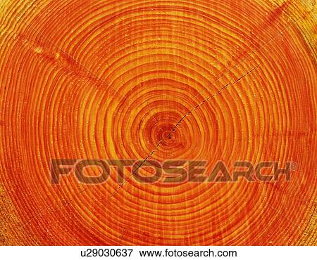 Photography of annual rings of Japanese cypress, Close Up View Large Photo Image Stock Photo - Photography of annual rings of Japanese cypress, Close Up. Fotosearch