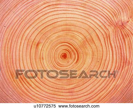 Photography of annual rings of Japanese cypress, Close Up View Large Photo Image Stock Photography - Photography of annual rings of Japanese cypress, Close Up. Fotosearch