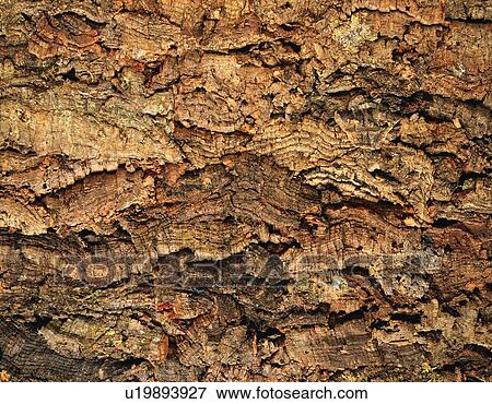 Stock Photo - Photography of bark of cork tree, Close Up. Fotosearch