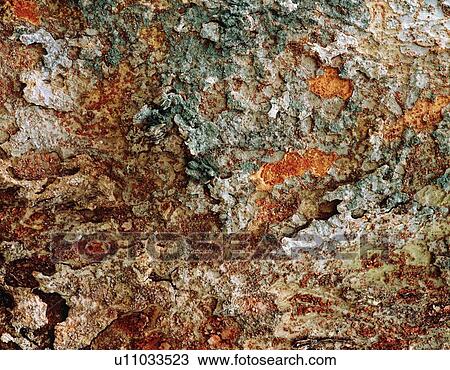 Photography of bark of paulownia, Close Up View Large Photo Image Stock Image - Photography of bark of paulownia, Close Up. Fotosearch