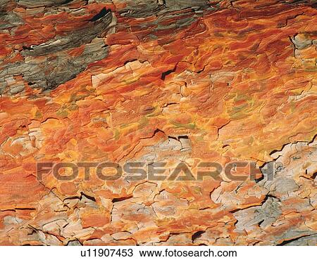 Stock Image - Photography of bark of red pine, Close Up. Fotosearch
