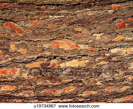 Stock Photo - Photography of bark of red pine, Close Up. Fotosearch