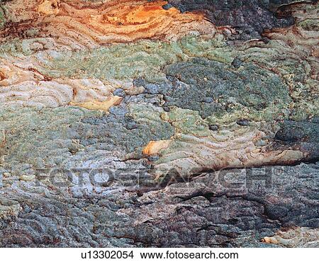 Photography of bark of zelkova, Close Up View Large Photo Image Picture - Photography of bark of zelkova, Close Up. Fotosearch