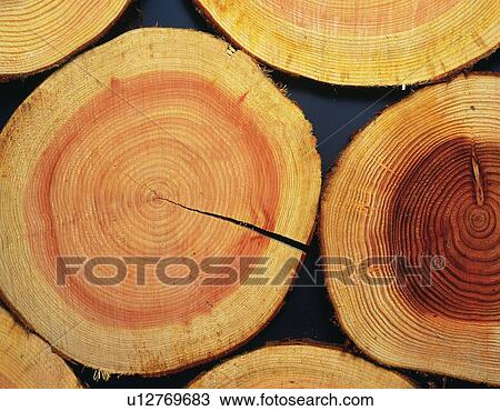 Photography of logs of Japanese cypress, Close Up View Large Photo Image Stock Image - Photography of logs of Japanese cypress, Close Up. Fotosearch