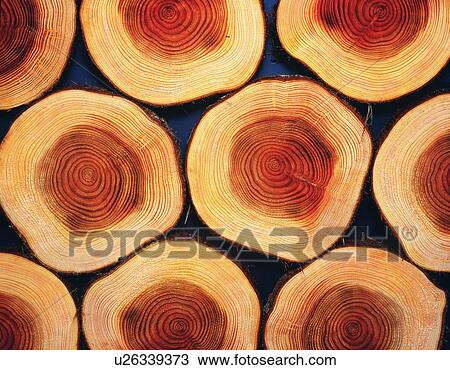 Photography of logs of Japanese cypress, Close Up View Large Photo Image Stock Image - Photography of logs of Japanese cypress, Close Up. Fotosearch