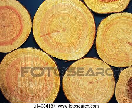 Photography of logs of Japanese cypress, Close Up View Large Photo Image Stock Photo - Photography of logs of Japanese cypress, Close Up. Fotosearch