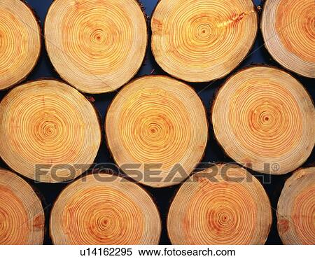 Photography of logs of Japanese cypress, Close Up View Large Photo Image Stock Photography - Photography of logs of Japanese cypress, Close Up. Fotosearch