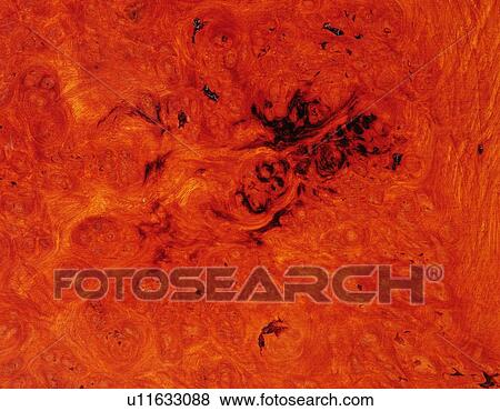 Stock Photo - Photography of zelkova wood grain, Close Up. Fotosearch