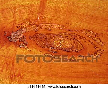 Stock Photography - Photography of zelkova wood grain, Close Up. Fotosearch