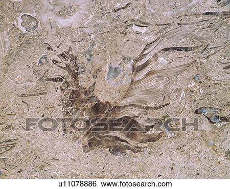 Photography of marble, Stone material, Close Up View Large Photo Image Stock Photograph - Photography of marble, Stone material, Close Up. Fotosearch