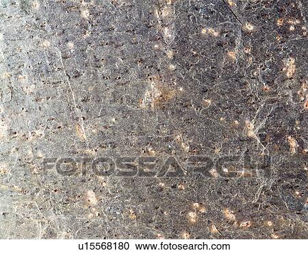 Stock Image - Photography of quartz, Stone material, Close Up. Fotosearch