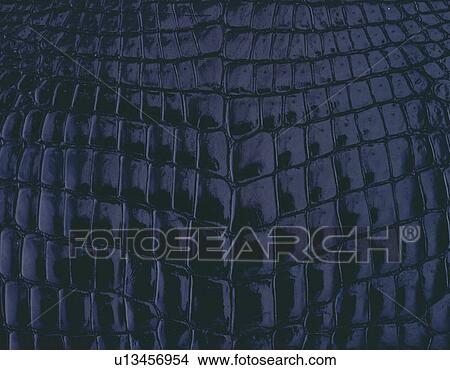 Alligtator, Close Up View Large Photo Image Picture - Alligtator, Close Up. Fotosearch
