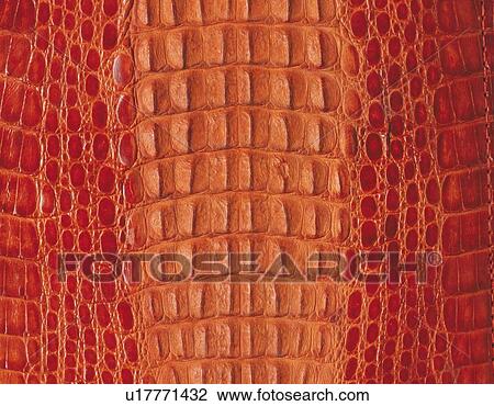 Alligtator, Close Up View Large Photo Image Stock Image - Alligtator, Close Up. Fotosearch