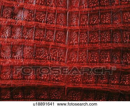 Alligtator, Close Up View Large Photo Image Stock Image - Alligtator, Close Up. Fotosearch