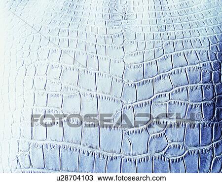 Alligtator, Close Up View Large Photo Image Stock Image - Alligtator, Close Up. Fotosearch