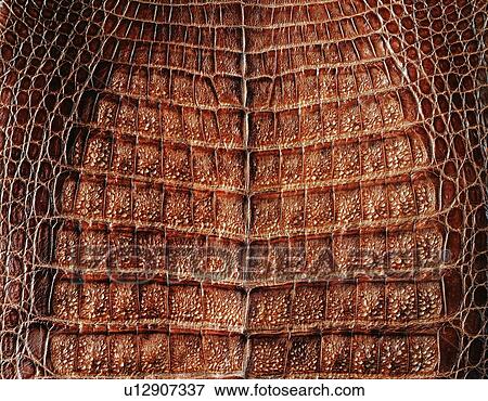 Alligtator, Close Up View Large Photo Image Stock Photo - Alligtator, Close Up. Fotosearch